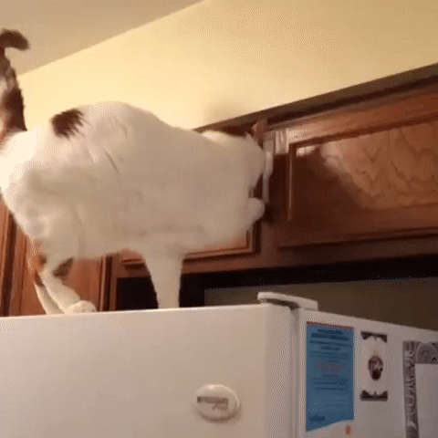 ezgif.com-video-to-gif (5)