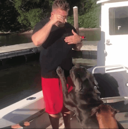 Милые собачки