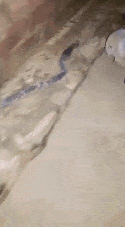 ShallowImperfectBlackbird-size_restricted