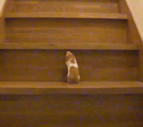 -хомяк-ступеньки-лестница-4077084