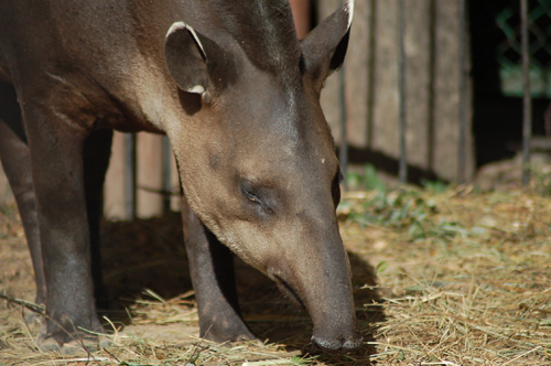 топинамбур