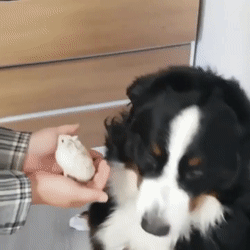 Не любит хомяков