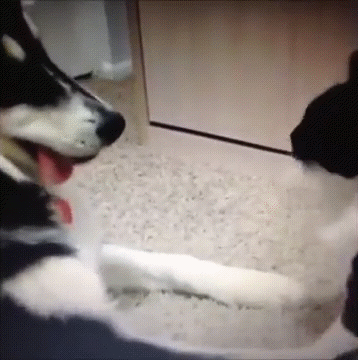 Кто в доме хозяин