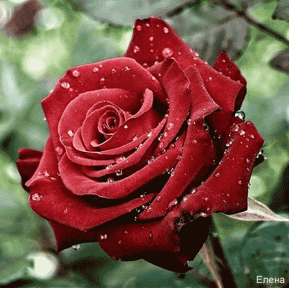 Розочка с капельками росы