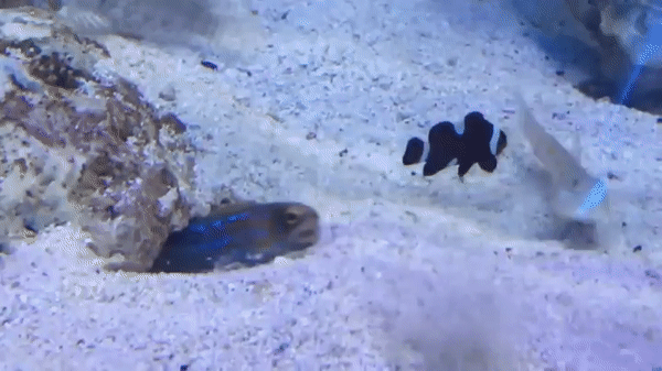 ezgif.com-video-to-gif (14)