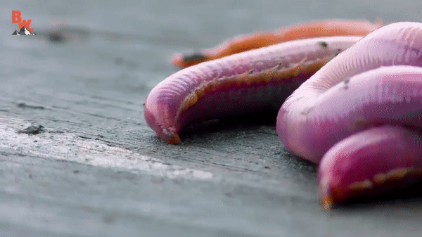 ezgif.com-video-to-gif (16)