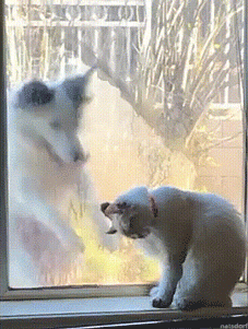 68fdedaef5403c6e3cb6af463eb4aab8