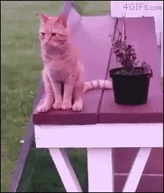 Кот свесил лапы