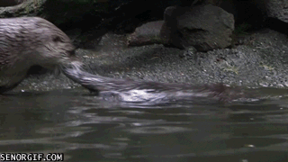 gifs_08