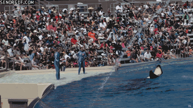 gifs_12