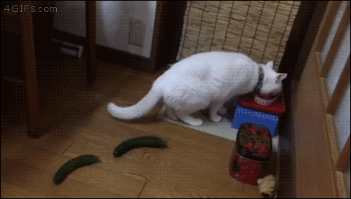 gifs_13