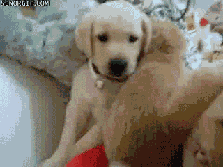 gifs_23