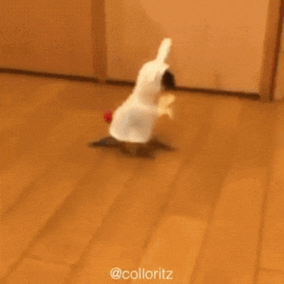 daily_gifdump_1449_16