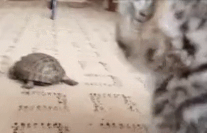 ося ты ойся