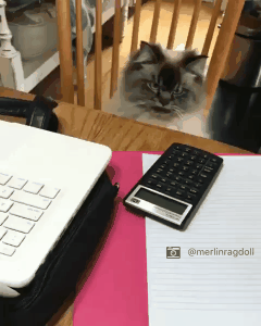 1508018896148753820