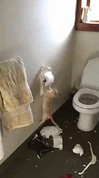 кот бумага