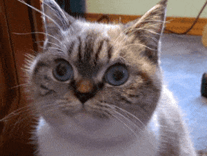 l_jackson_vs_cat_yapfiles.ru