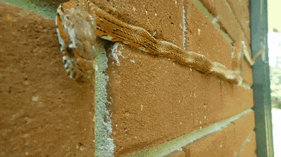 Мастер маскировки