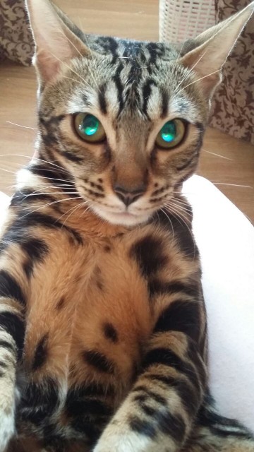 IMG-20170808-WA0000[1]