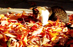 Cat-Playing-in-Fall-Leaves-cats-35819283-245-160