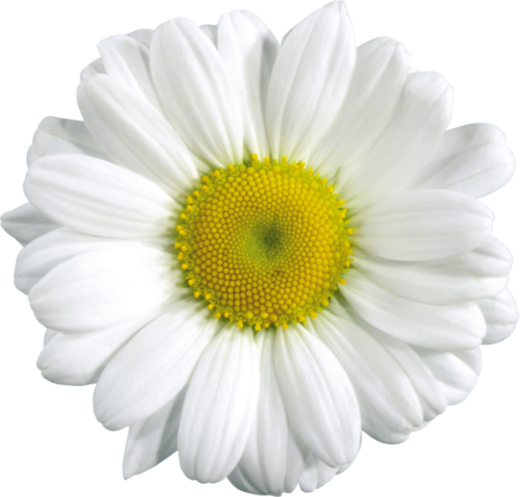camomile10_yapfiles