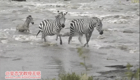 Мешаются тут под ногами всякие