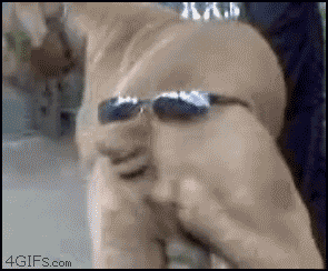 Dog_sunglasses