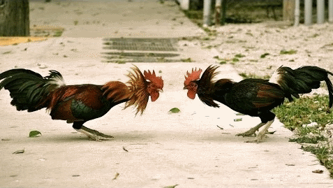 петухи