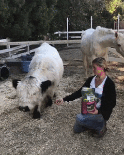 Не лезь копытный