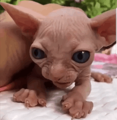 TOPGIF