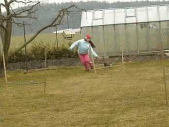 Собаки говорите?