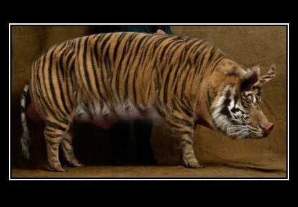 tigr-ua