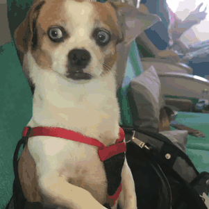 animals-on-a-plane-72-59f32eed1f545__605