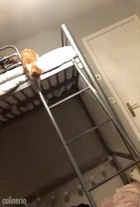 Ловкий котейка