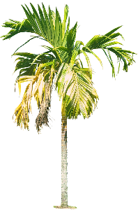 arecacatechuvarL