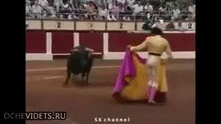Бык зацепился рогами