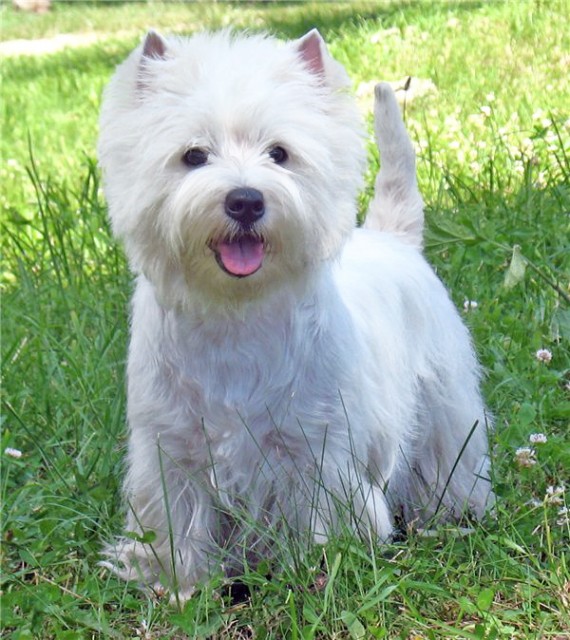 west_highland_terrier_2