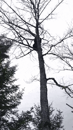 Не пугайте мишек