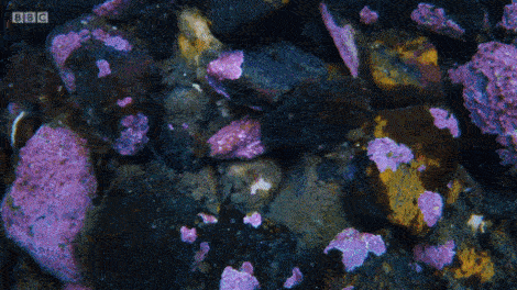 Морской огурец проснулся пожрать