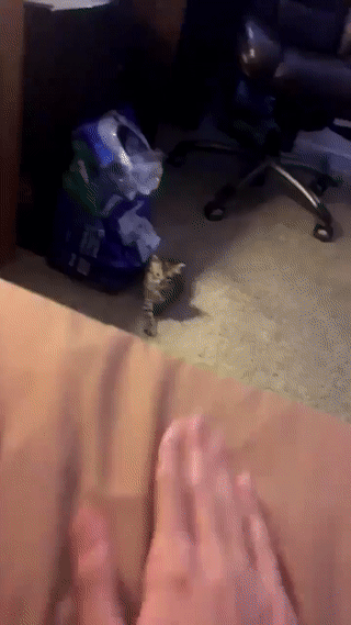 -котейка-4186768