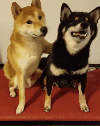 TOP_GIF