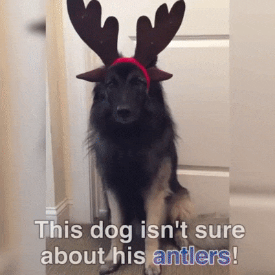 Кто тут олень?