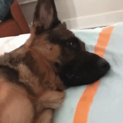 Резинку не видел?