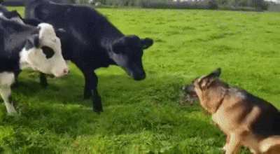 Кобель и тёлки