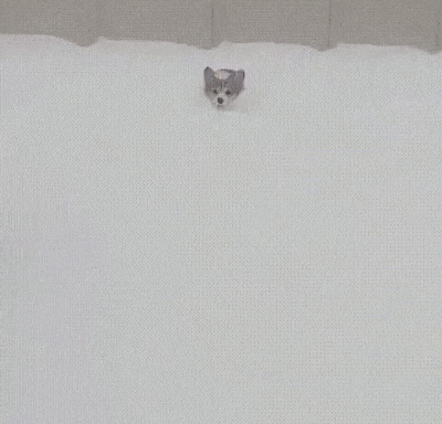 Лапы коротки