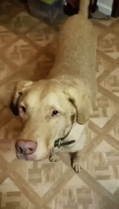 Любитель сыра