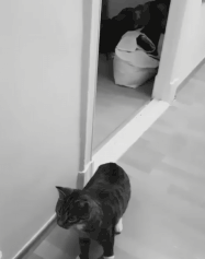 Kogda_uslyshal_v_kvartire_kakie-to_strannye_zvuki_i_ty_odin_doma_GIF