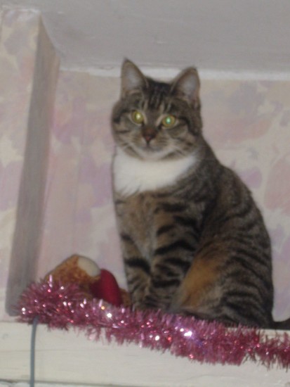 Кот, просто кот