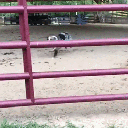 Само совершенство