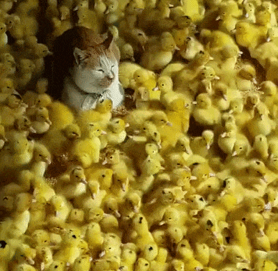 Утиный король